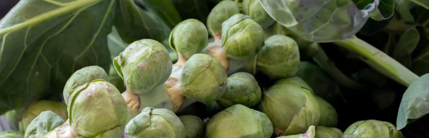 Seasonal produce - fresh Brussels sprouts on the stalk