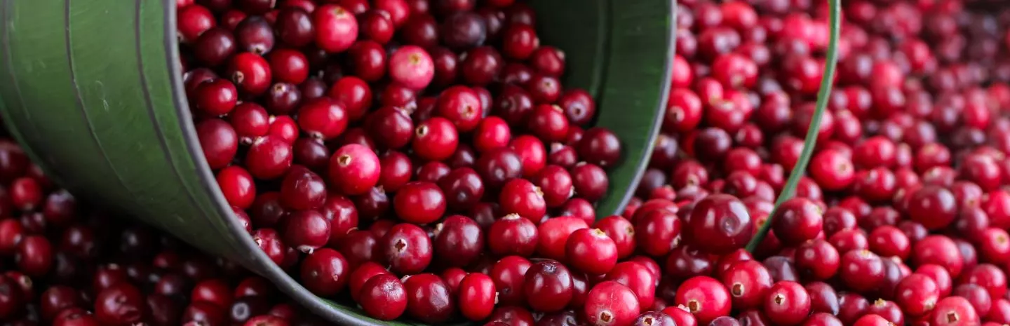 Seasonal produce - freshly harvested cranberries spilling out of a green pail