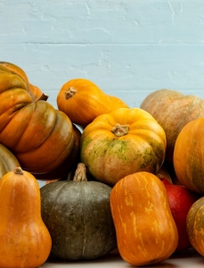 Seasonal produce - an assortment of pie or sugar pumpkins on a table