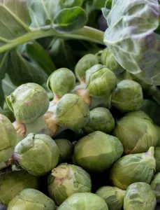 Seasonal produce - fresh Brussels sprouts on the stalk