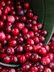 Seasonal produce - freshly harvested cranberries spilling out of a green pail