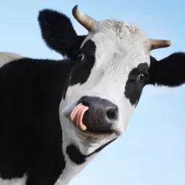 cow licking lips