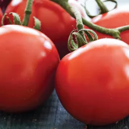 Campari tomatoes on the vine