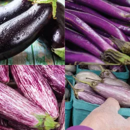 eggplant varieties