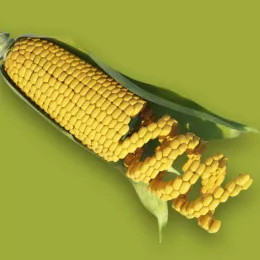 corn with a DNA helix