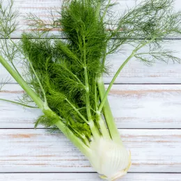 fennel bulb on wood plank badground