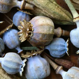 A collection of poppy pods