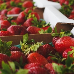 Seasonal produce - a closeup of carboard crates of strawberries for sale