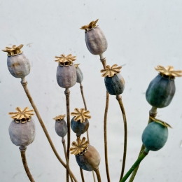 Dried poppy pods