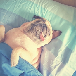 pug laying tucked undercovers upside down