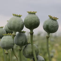 Tell the FDA to Keep Poppy Seeds Free of Dangerous Opiate Contamination