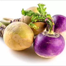 turnips and rutabagas