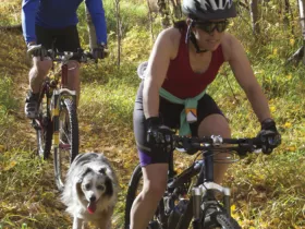 people biking with a dog