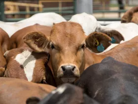 heard of cows with one brown cow looking at the camera