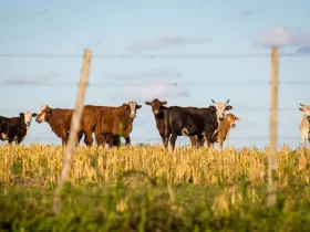 Cattle in a field