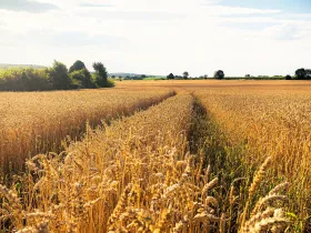 A field of wheat with a visible treeline on the left hand border