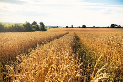 A field of wheat with a visible treeline on the left hand border