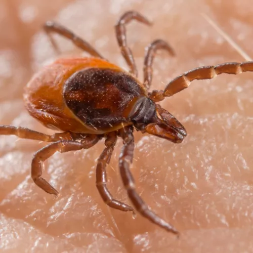 close up of a tick on human skin