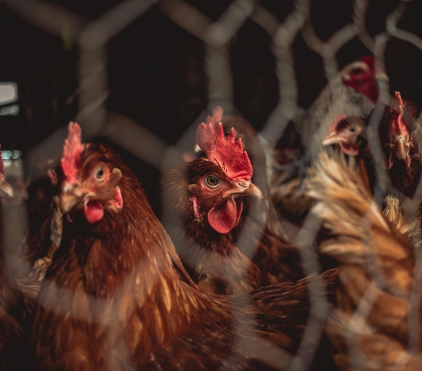 Chickens behind fence