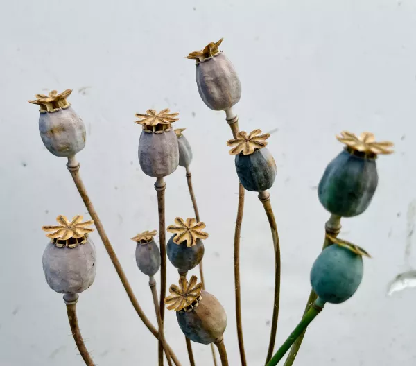 Dried poppy pods