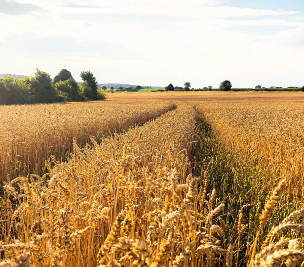 A field of wheat with a visible treeline on the left hand border