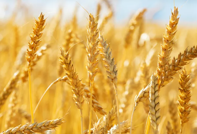 a wheat field