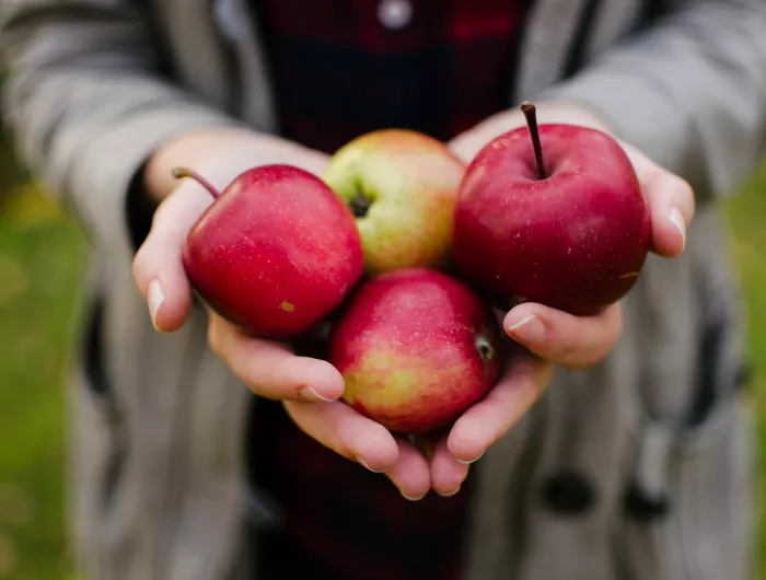 White person's hands holding four red apples