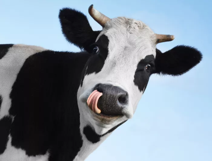 cow licking lips