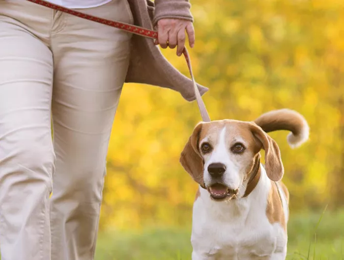 a woman walking her dog