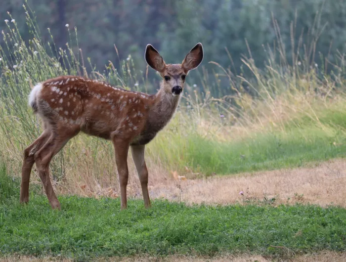 A fawn looking at the camera