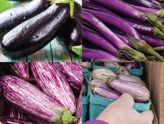 eggplant varieties