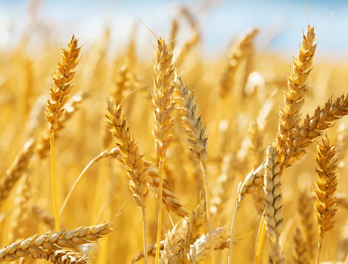 a wheat field