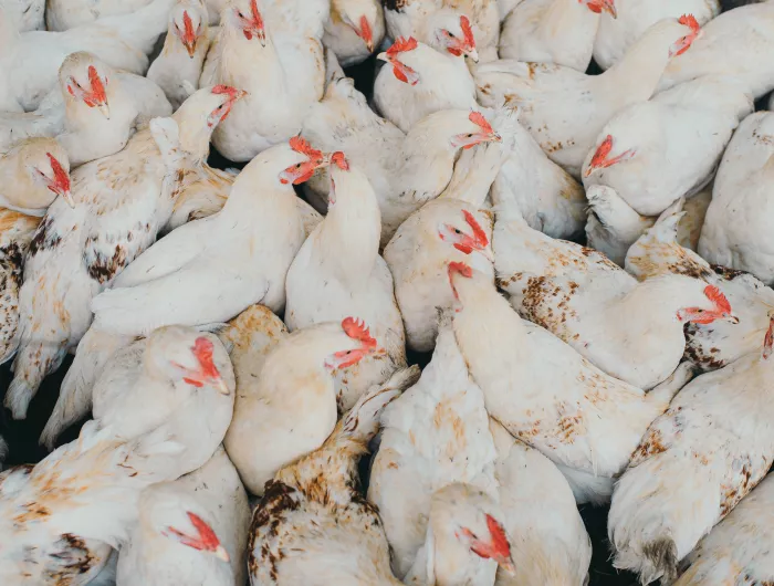 Crowded chicken pen on a factory farm, salmonella