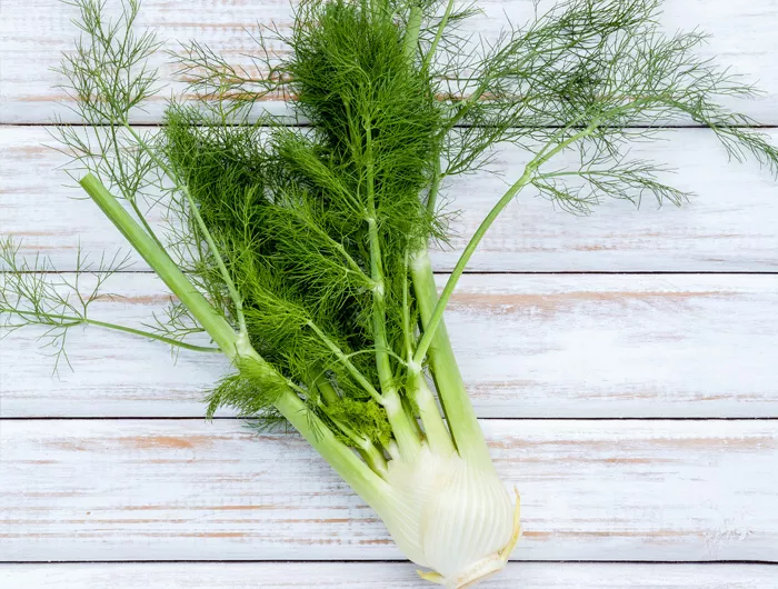 fennel bulb on wood plank badground