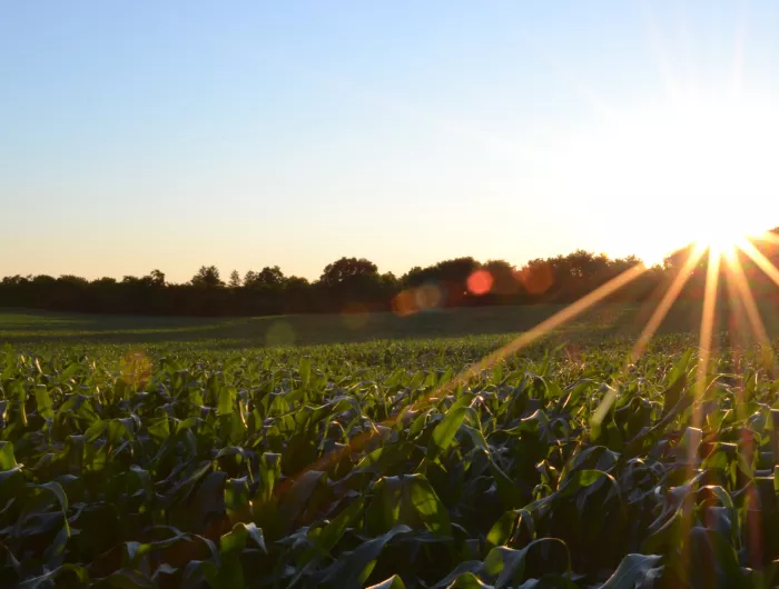 Cornfield at sunset