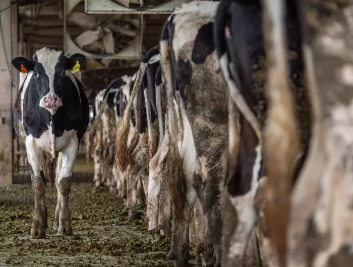 Tagged cattle in a stall