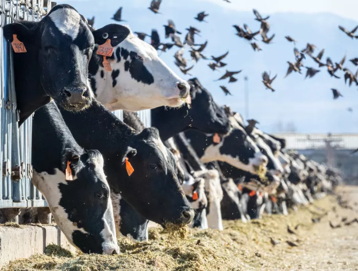 Tagged cows lined up eating from a trough through a feeding fence