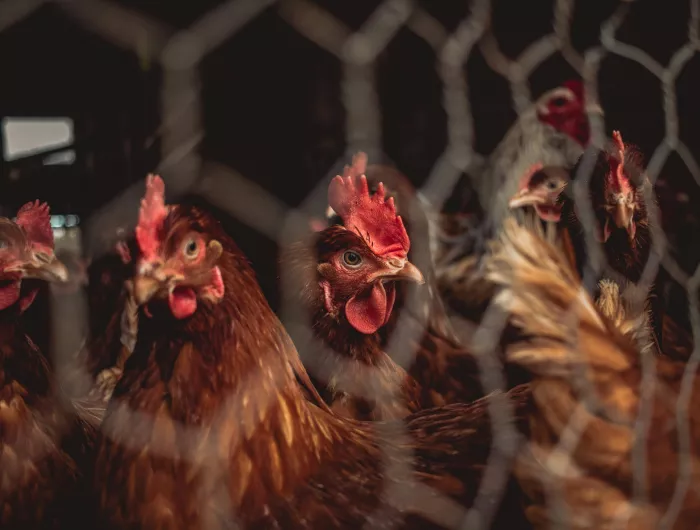 Chickens behind fence