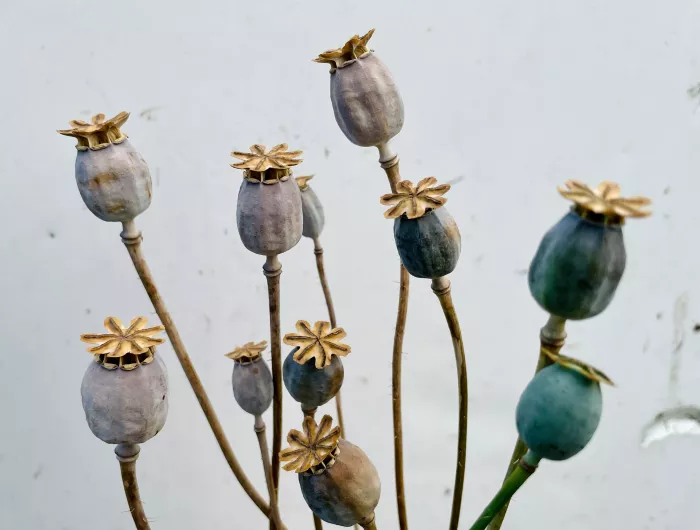 Dried poppy pods