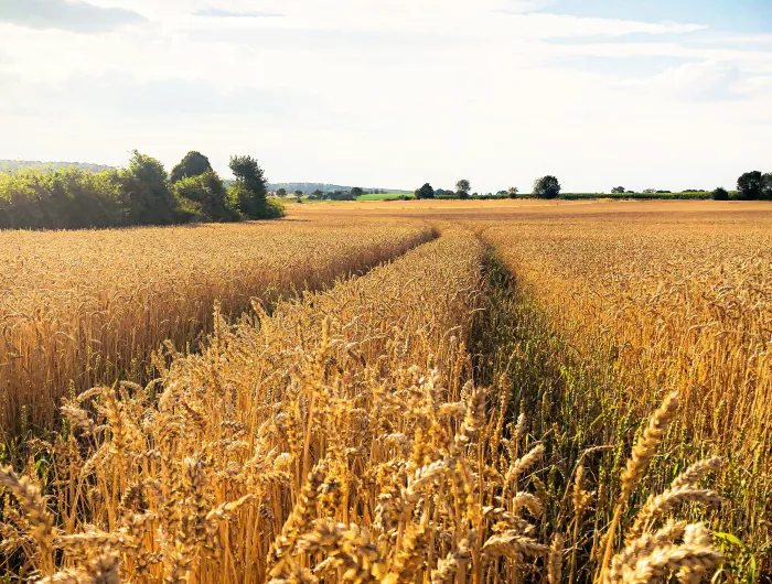 A field of wheat with a visible treeline on the left hand border