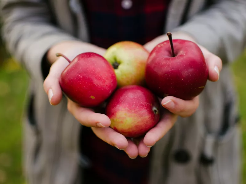 A white person's hands holding four red apples