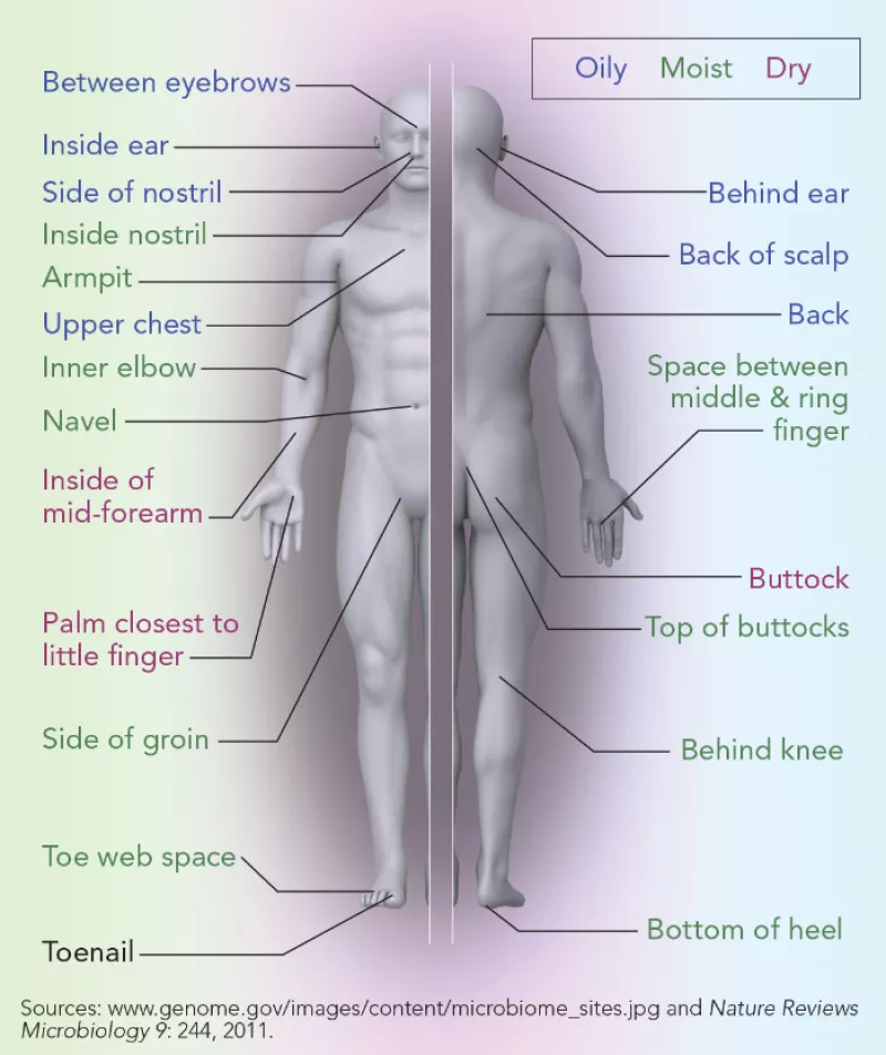 microbiome skin diagram