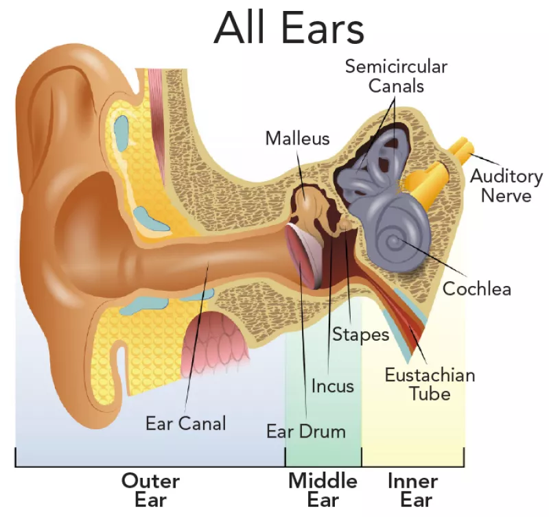 inner ear diagram