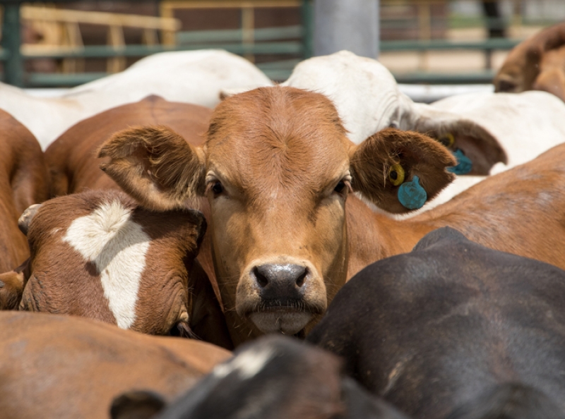 heard of cows with one brown cow looking at the camera