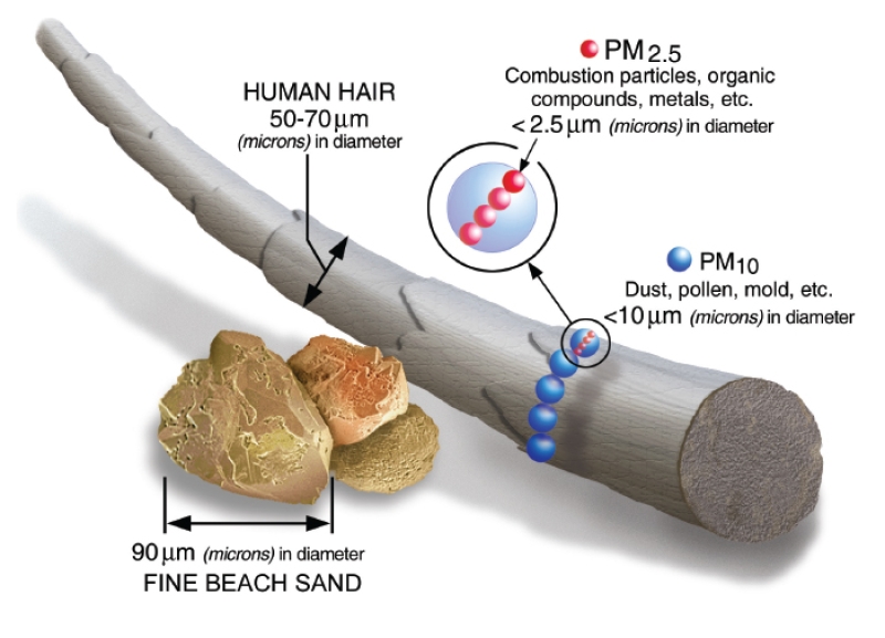 diagram of how PM2.5 can affect the body
