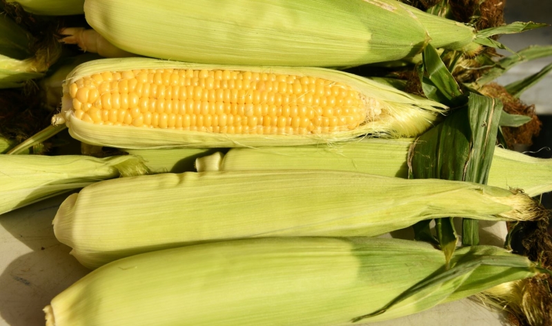 seasonal produce - Fresh corn on the cob