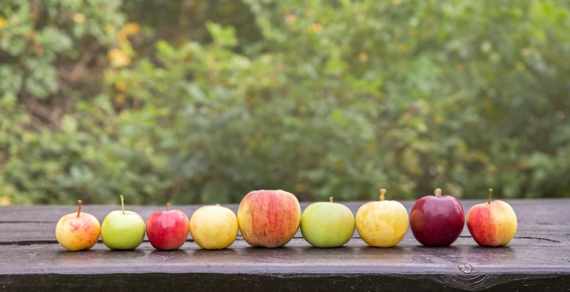 Many different color, shape and size apples in a row on wooden table, natural green background outdoors.