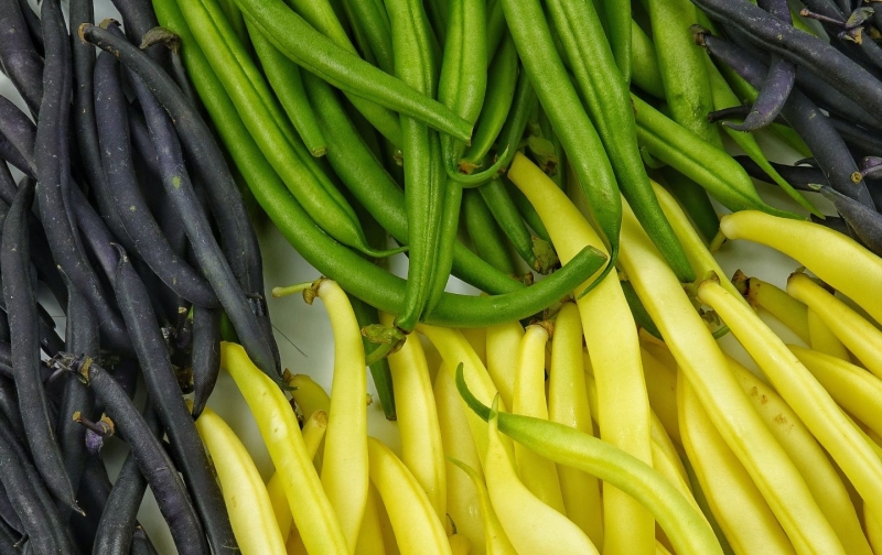 Seasonal produce - fresh green beans in three colors