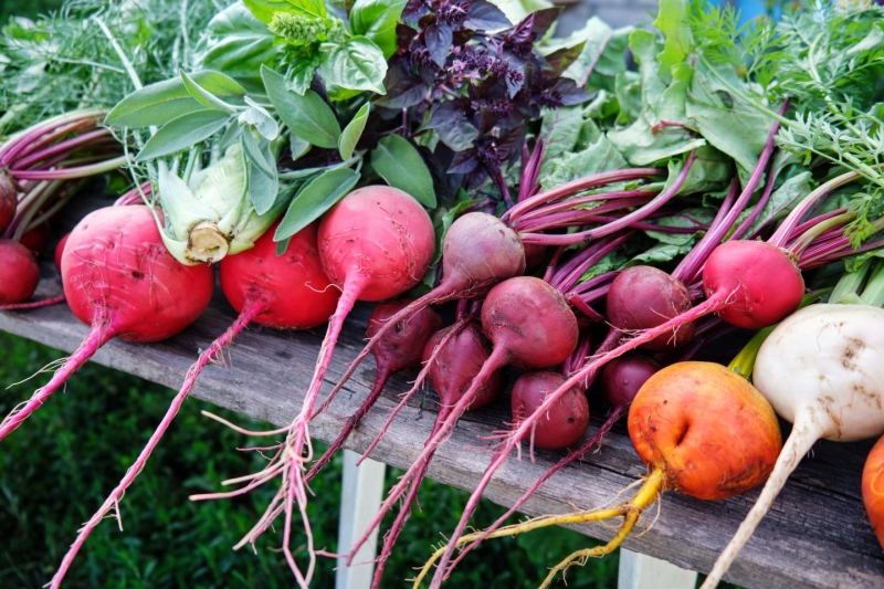 Organic beets of different varieties from the farmer's garden on a wooden table.