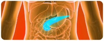 colorful diagram of the pancreas